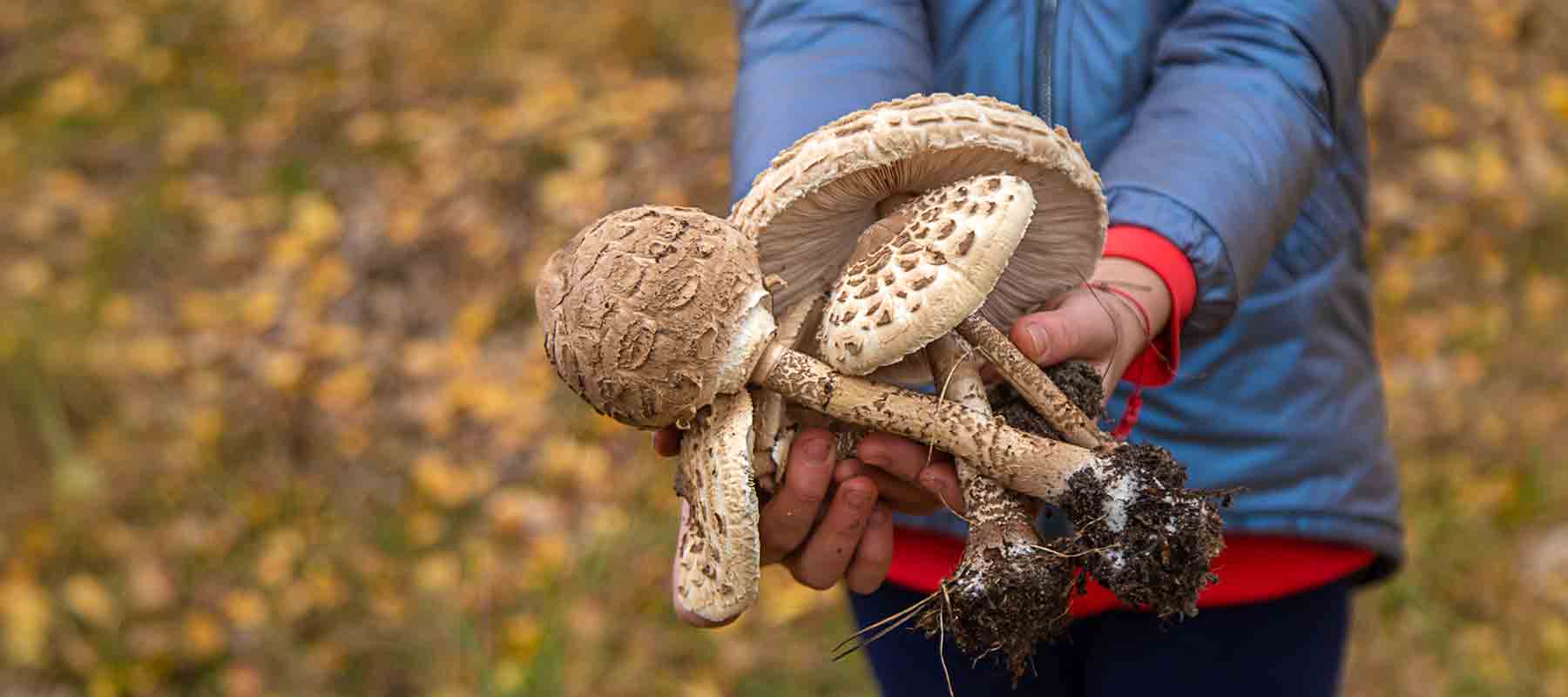 Freshly picked organic wild mushrooms.