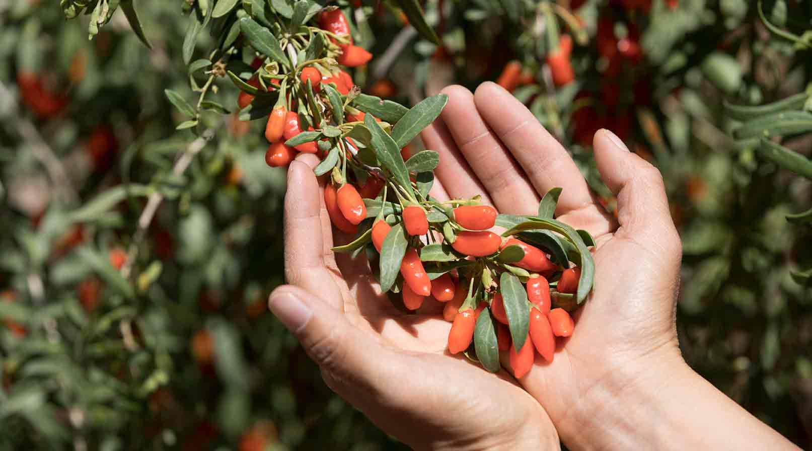 Two hands holding goji berries while they are attached to a tree in a garden.