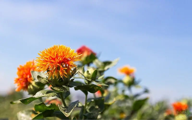 Getting To Know Organic Safflower Tea - The Natural Health Market