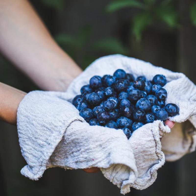 A farmer holding a handful of freshly harvested blueberries in a linen cloth.